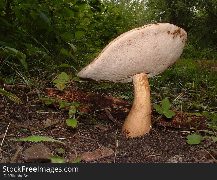 A large non-edible pore fungus. The pinkish spore color can be seen in the color of the pore surface. A large non-edible pore fungus. The pinkish spore color can be seen in the color of the pore surface.