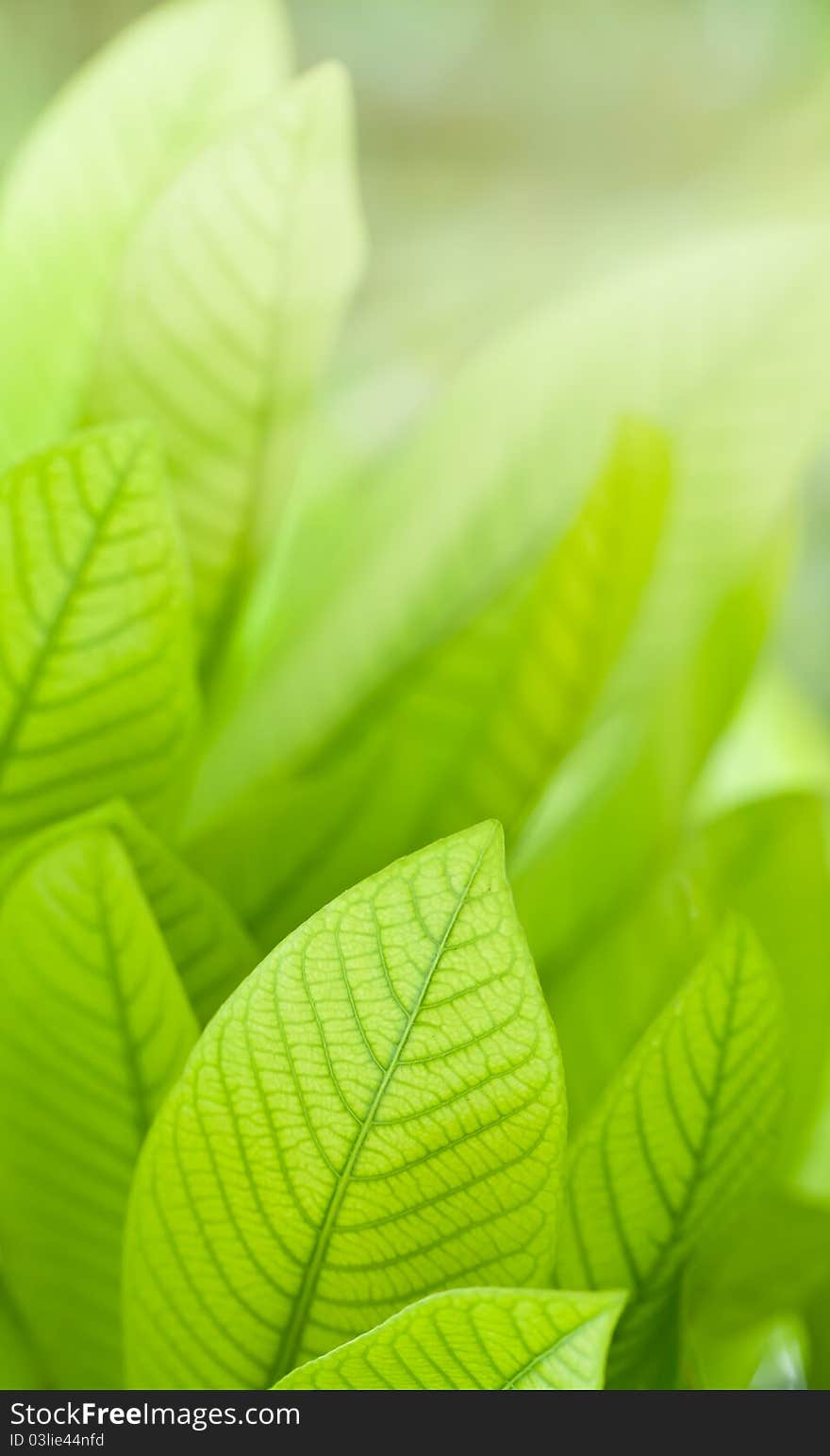 Fresh leaves on natural background