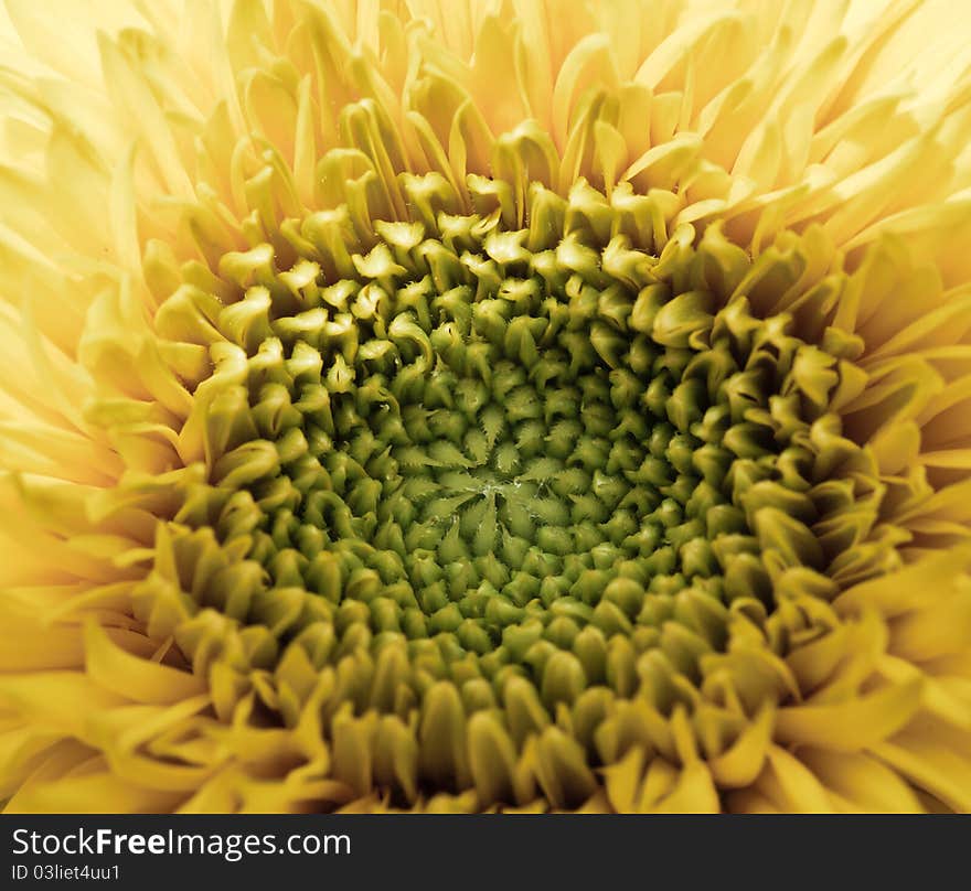 Closed up petals of Sunflower