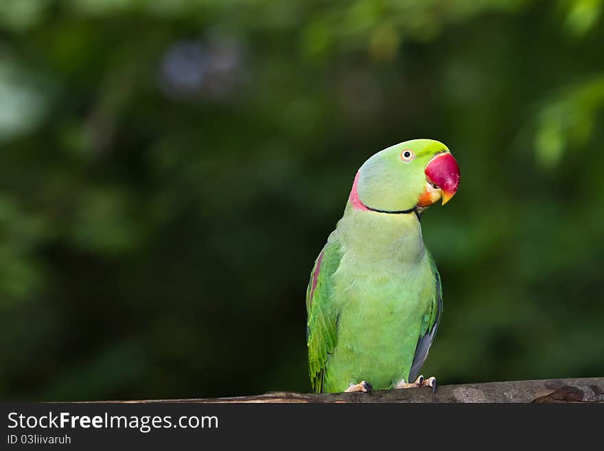 Green Parrot Bird with natural background