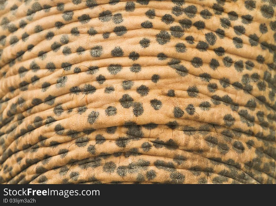 Close up on skin texture of an elephant. Close up on skin texture of an elephant