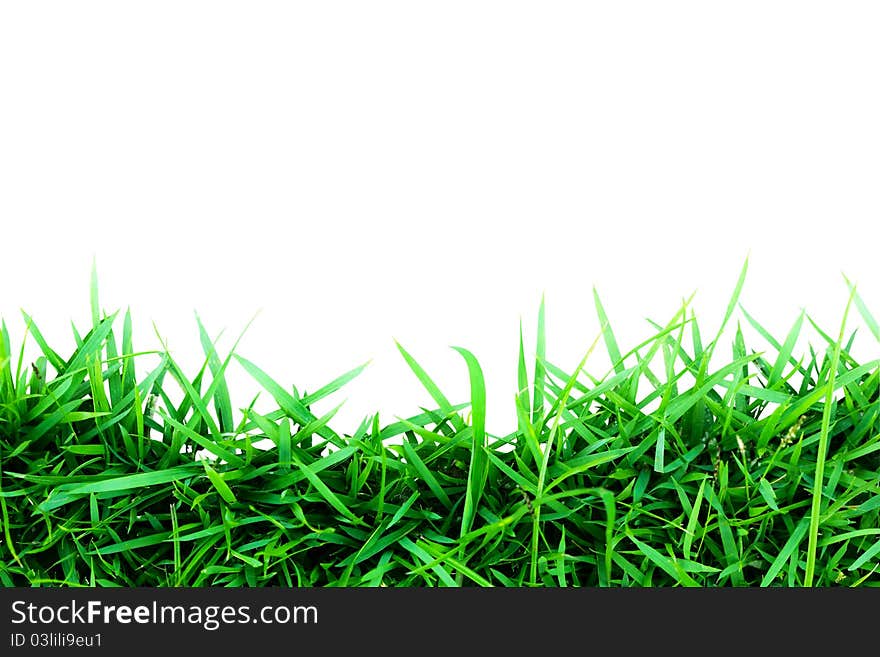 Green Grass Isolated On White