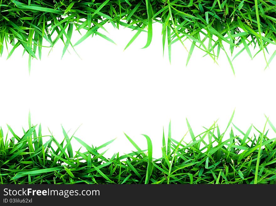 Green Grass Isolated On White