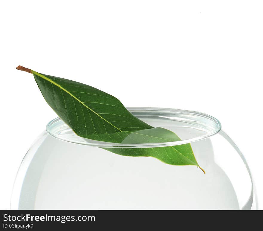 Green leaf on water on white background