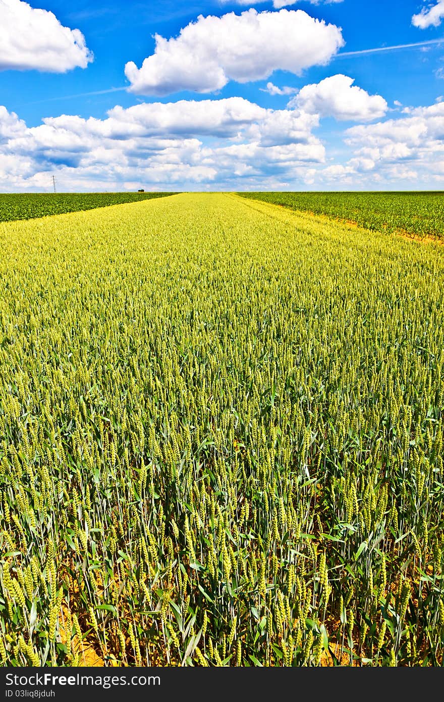 Corn field in summer with blue sky