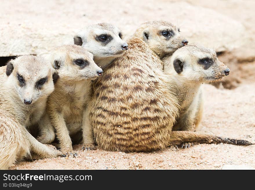 Five Meerkats sitting in zoo