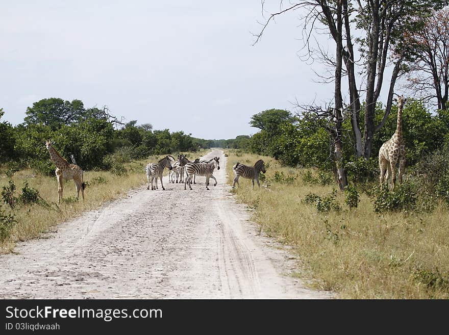 Zebras using Giraffes as defense mechanism against predators. Zebras using Giraffes as defense mechanism against predators