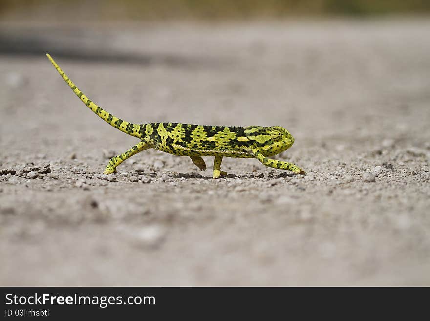 Chameleon crossing open area very slowly to not attract attention, Kalahari Desert Botswana. Chameleon crossing open area very slowly to not attract attention, Kalahari Desert Botswana.