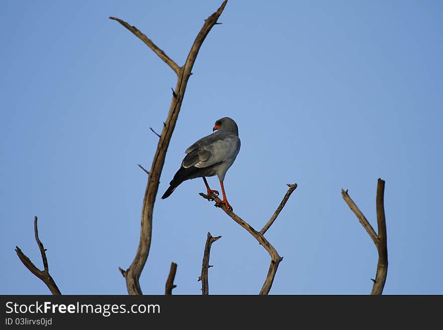 Southern Pale Chanting Goshawk silhouetted against the blue African sky