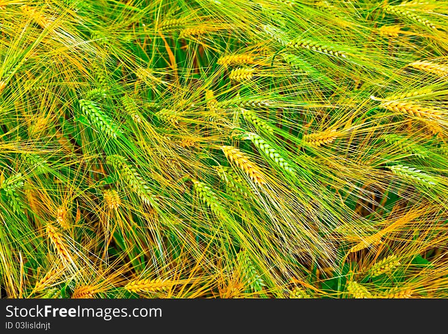 Golden Fields of wheat in detail