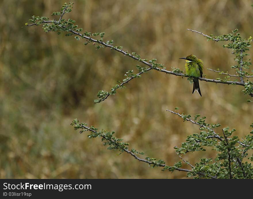 Swallow-Tailed Bee-Eater, common resident in South Africa