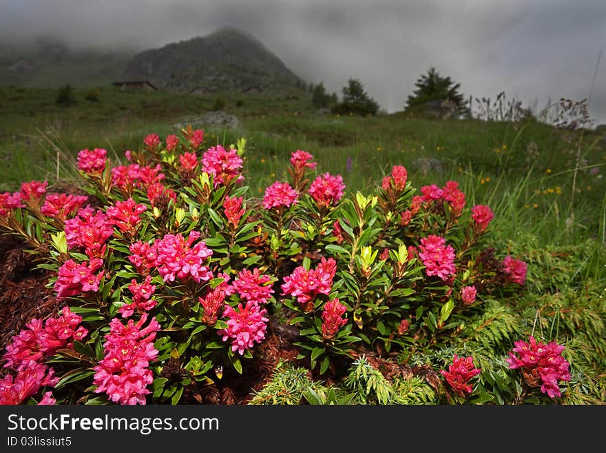 Rhododendron during a cloudy day in spring