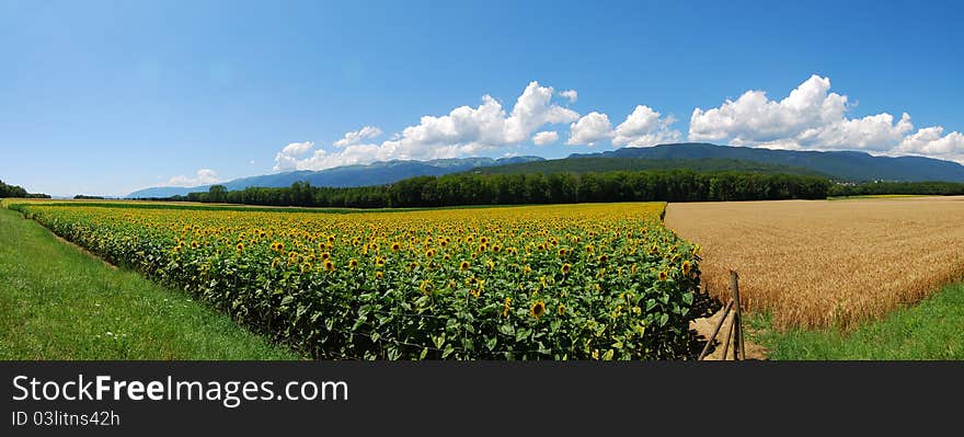 Fields of sonflowers in france. Fields of sonflowers in france