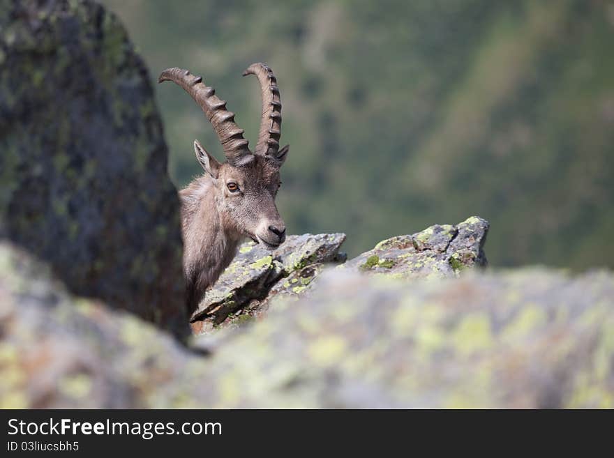 Ibex at 2700 meters on the sea-level during summer. Cané Pass, Brixia province, Lombardy region, Italy