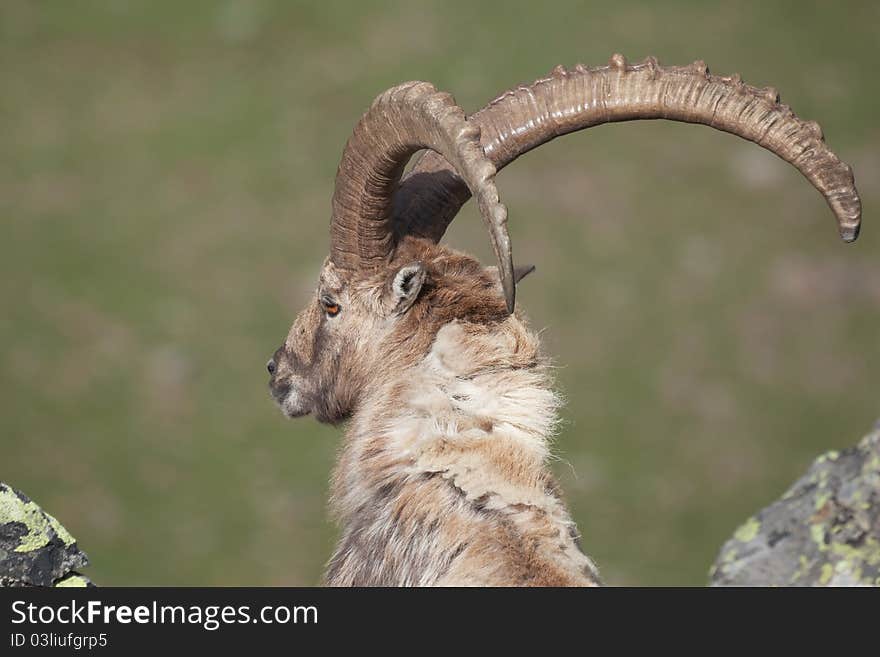 Ibex at 2700 meters on the sea-level during summer. Cané Pass, Brixia province, Lombardy region, Italy