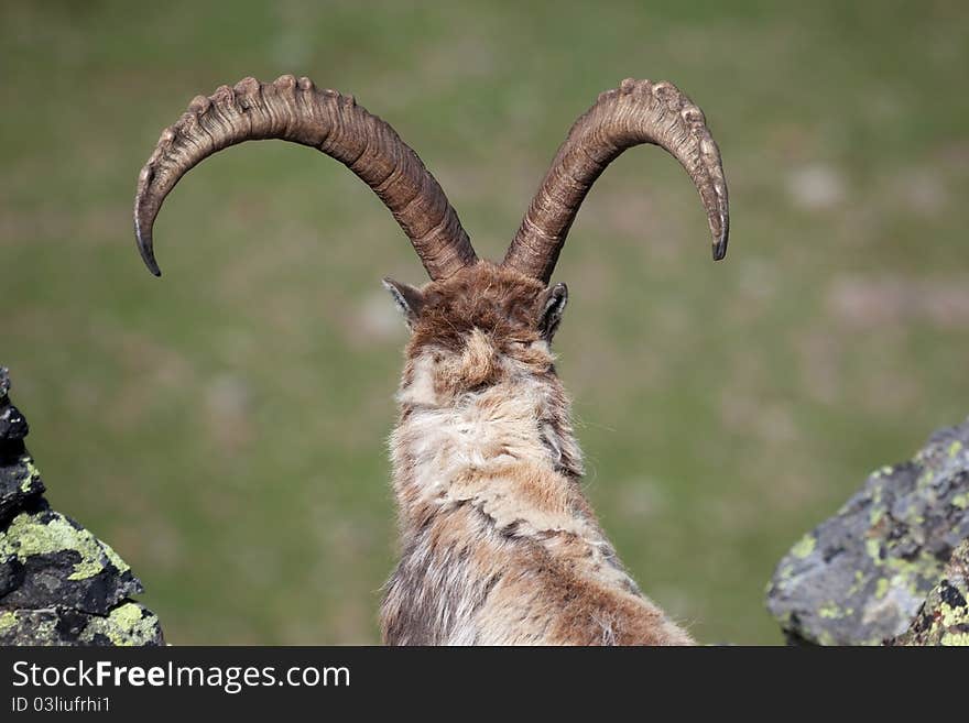 Ibex at 2700 meters on the sea-level during summer. Cané Pass, Brixia province, Lombardy region, Italy