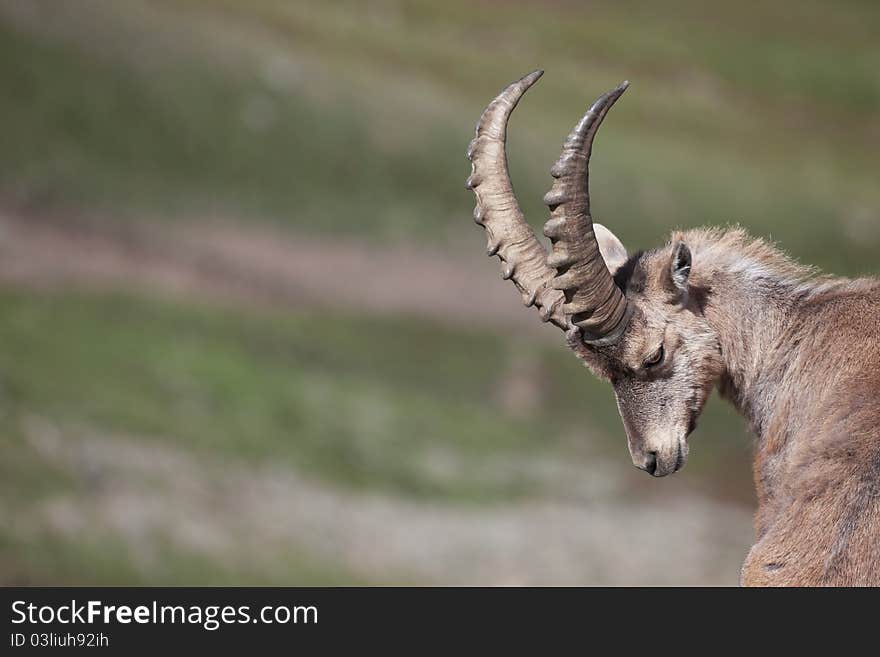 Ibex at 2700 meters on the sea-level during summer. Cané Pass, Brixia province, Lombardy region, Italy