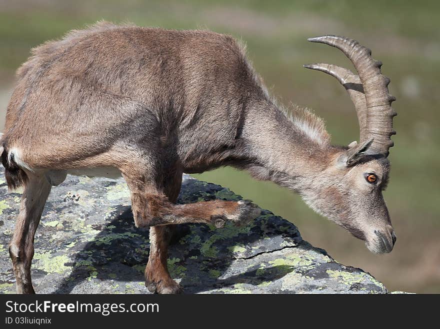 Ibex at 2700 meters on the sea-level during summer. Cané Pass, Brixia province, Lombardy region, Italy