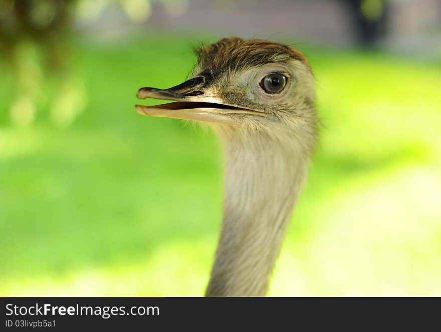 A wild bird from Africa. A wild bird from Africa