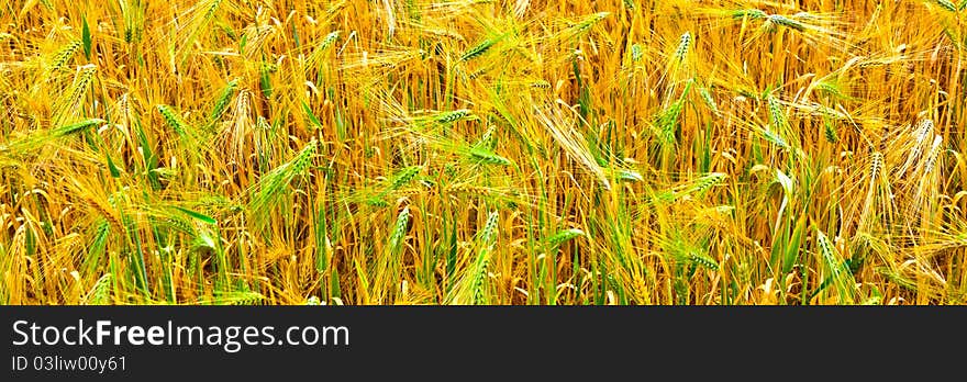 Fields of wheat at the end of summer fully ripe