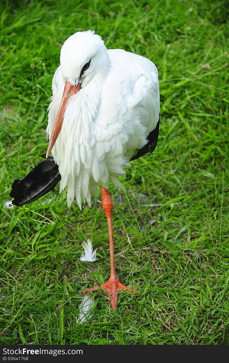 Picture of a stork staying on one leg