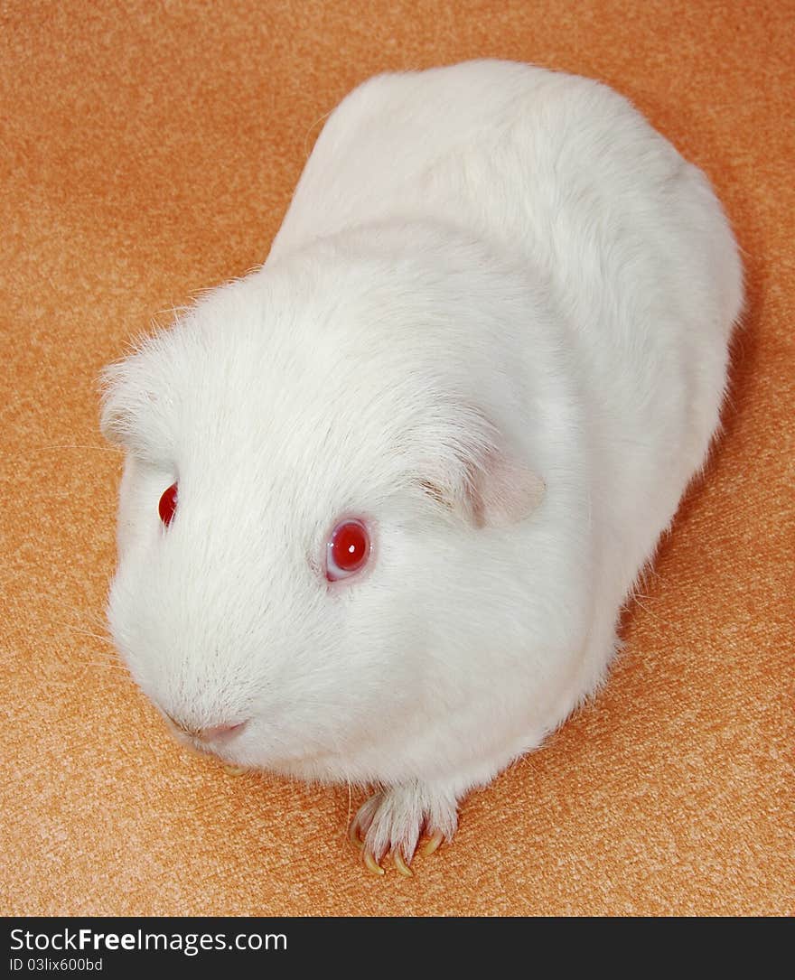 Portrait of funny white cavy with red eyes