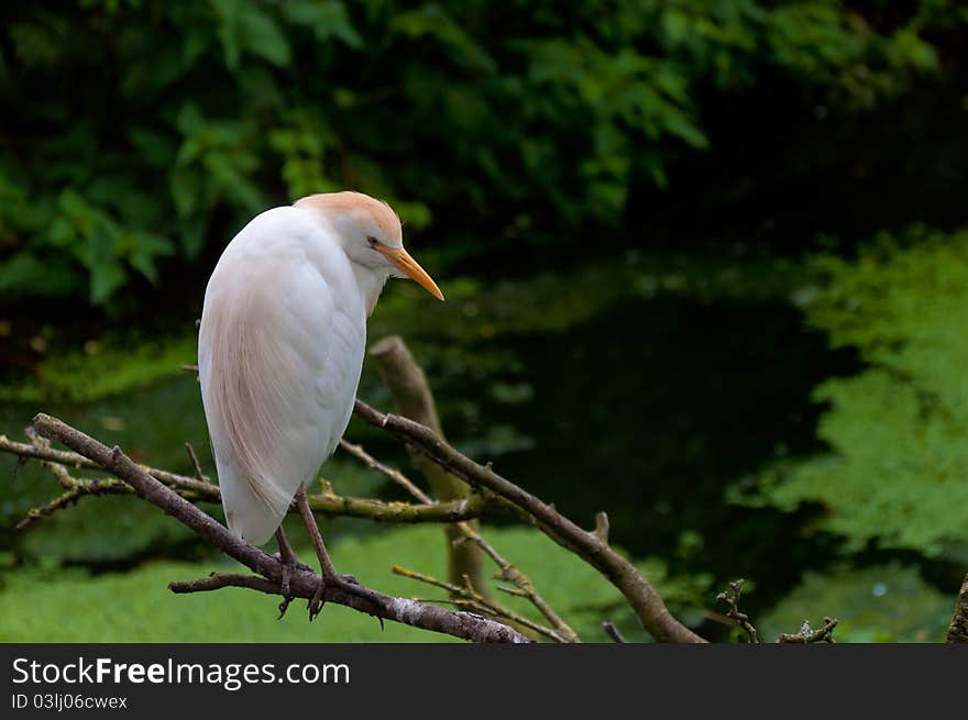 Cattle Egret sitting on the branch and looking into the frame. Bird and branch positioned on the left bottom of the frame leaving copy space on the top right.