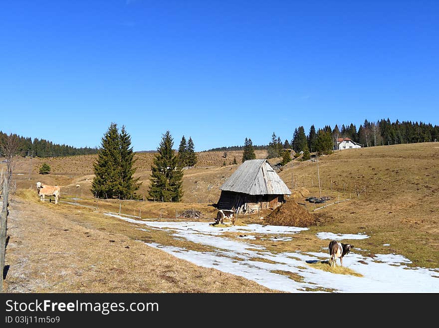 Mountain pasture with cows and cabin