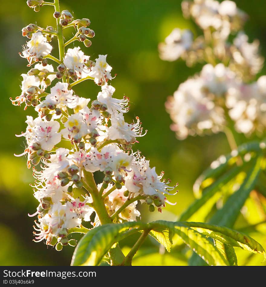 Spring blooming chestnut tree flowers. Spring blooming chestnut tree flowers