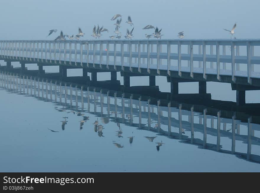 Birds and bridge