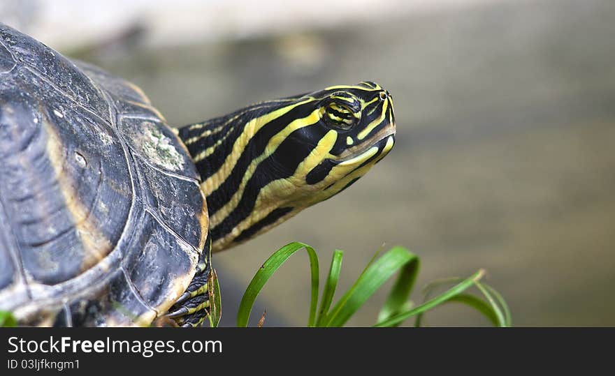 Red necked turtle enjoying