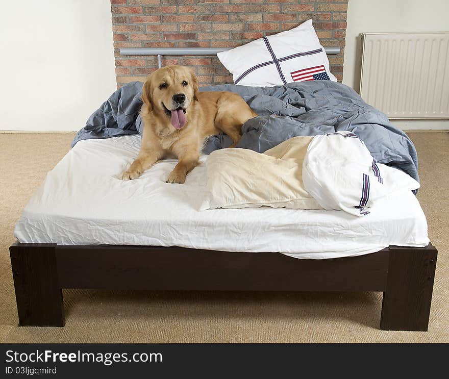 Golden retriever demolishes a pillow on a bed in a bedroom