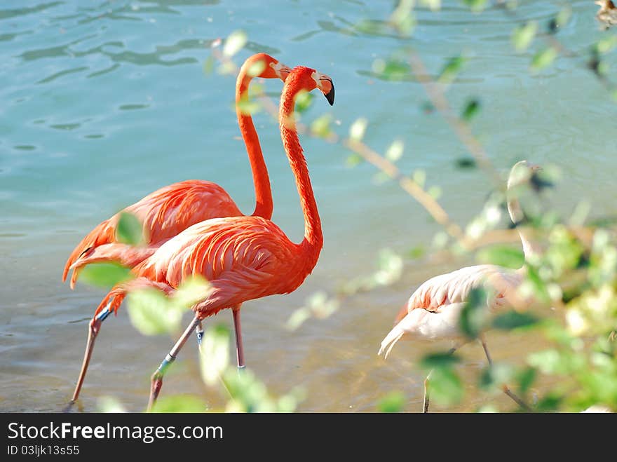 Two pink flamingos walking in water at a zoo. Two pink flamingos walking in water at a zoo