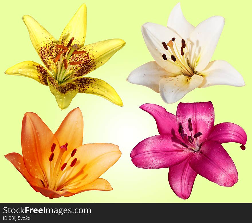 Set of four flowers lilies on green background