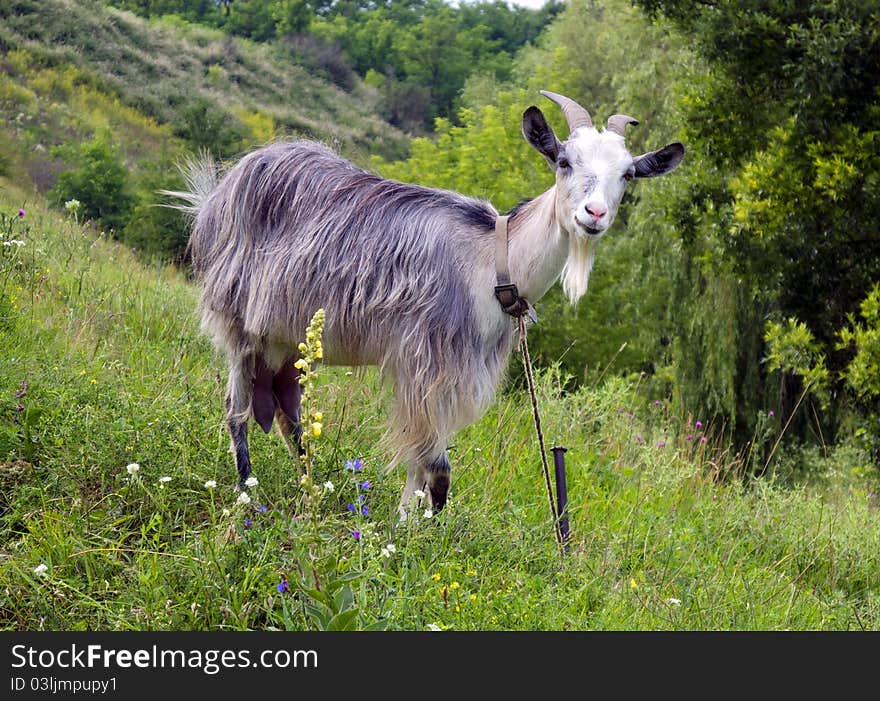 Goat on a hillside with lush grass and flowers. Goat on a hillside with lush grass and flowers