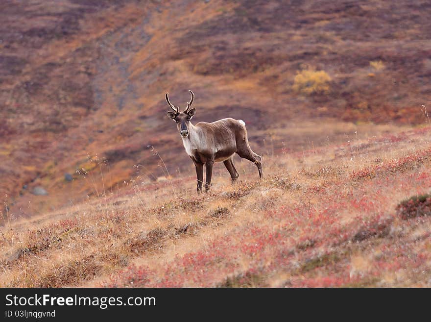 Caribou stands on hillside in Denali National Park and poses for the camera. Caribou stands on hillside in Denali National Park and poses for the camera