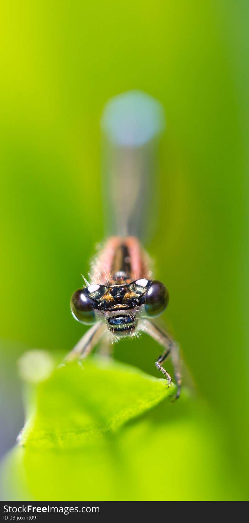 Blue-Tailed Damselfly