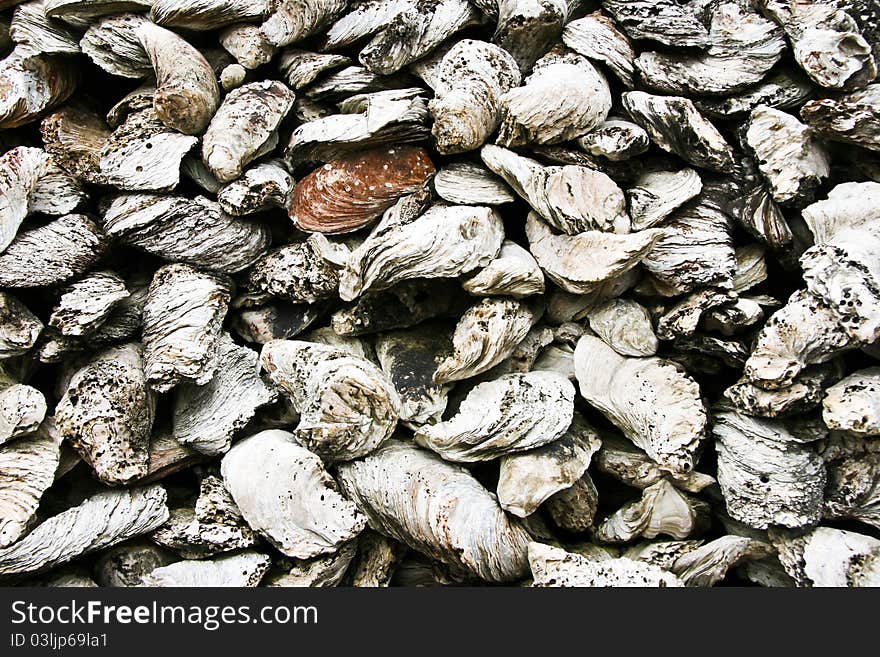 Shells unearthed at the ancient Temple of oysters in Thailand.