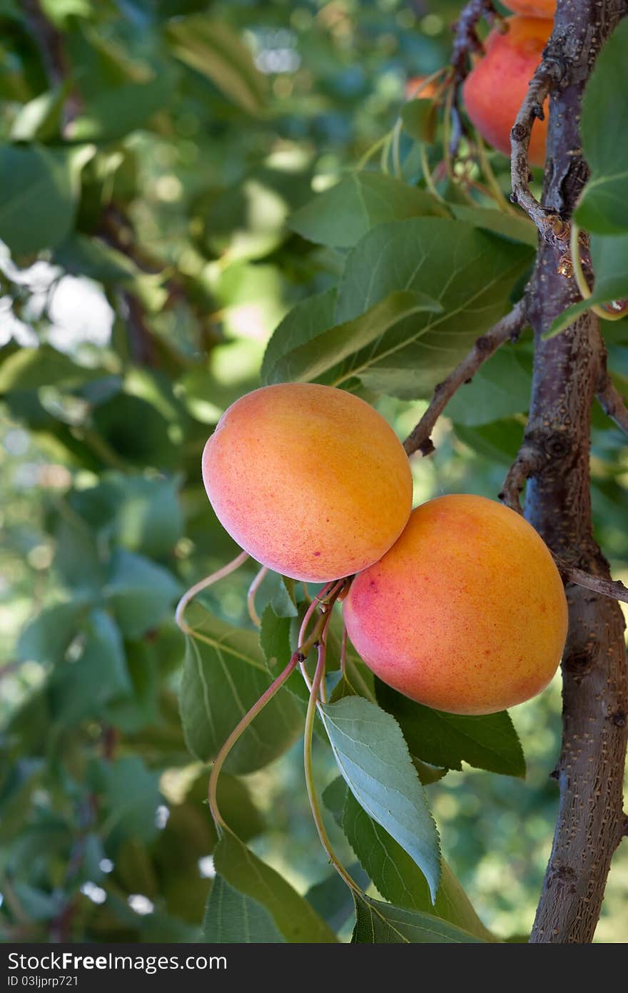 Ripe apricots on a green branch