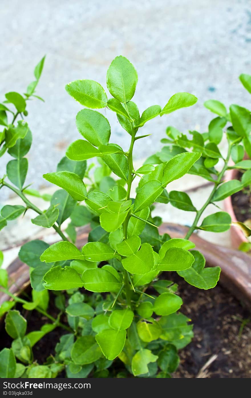 Bergamot young tree