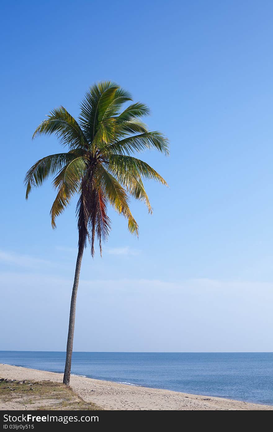 Coconut tree