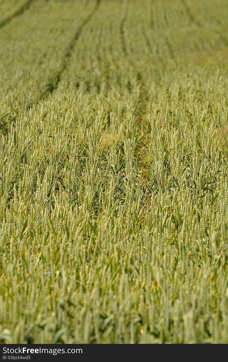 View of a field of wheat. View of a field of wheat