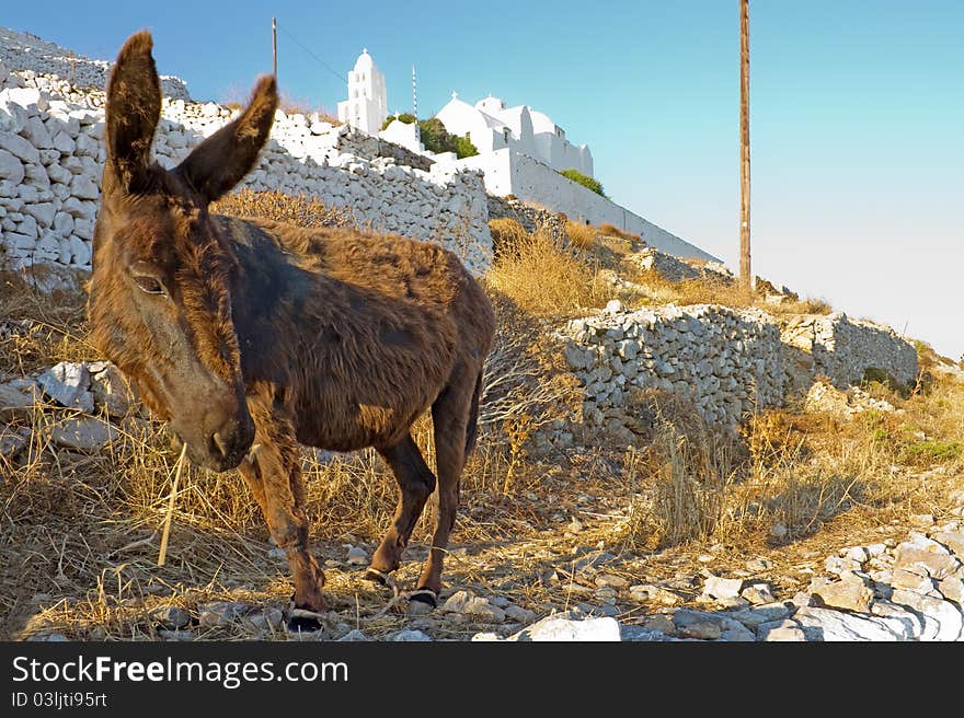 Donkey And The Church