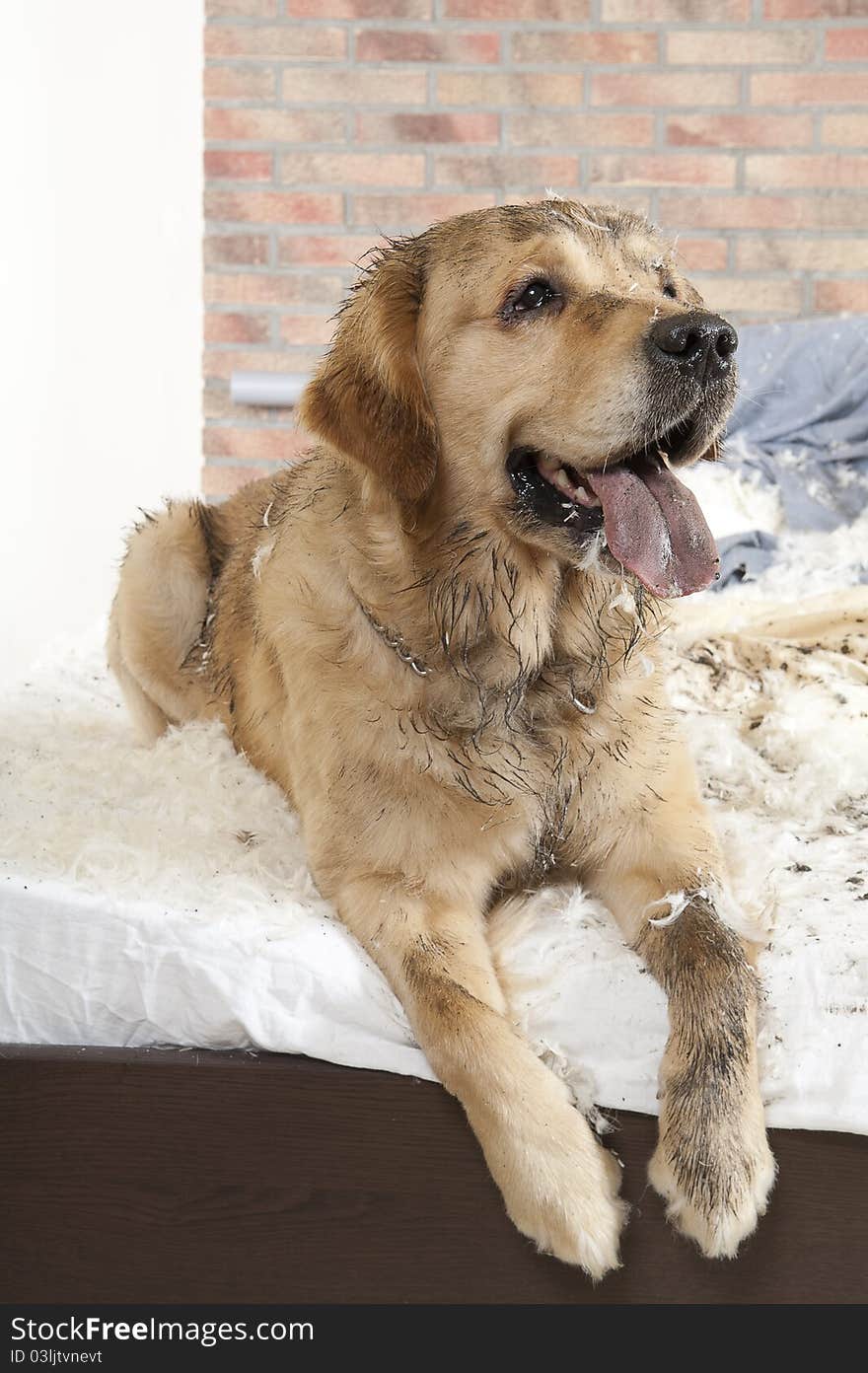 Golden retriever demolishes a pillow on a bed in a bedroom