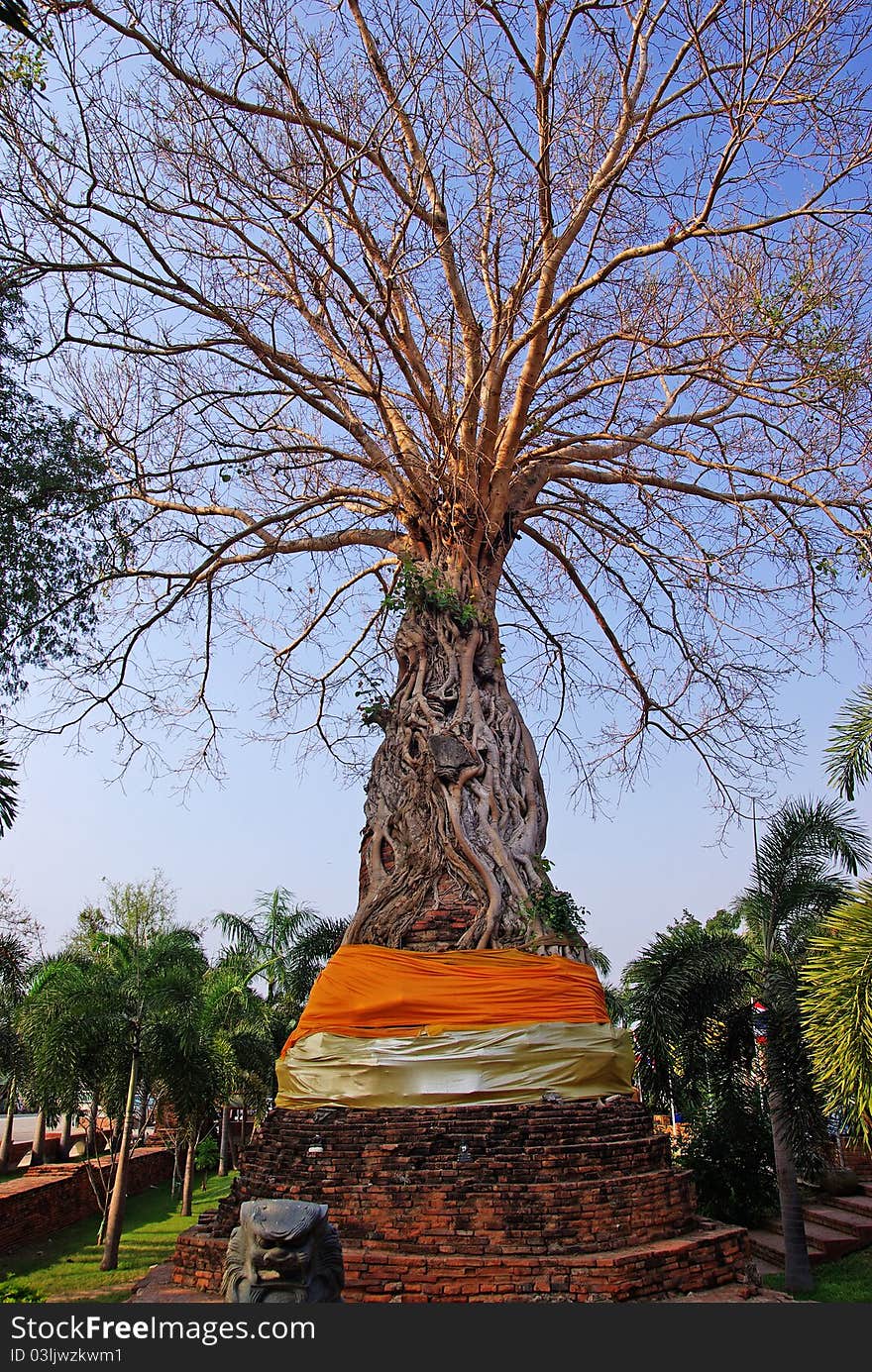 Tree On Pagoda In Thailand