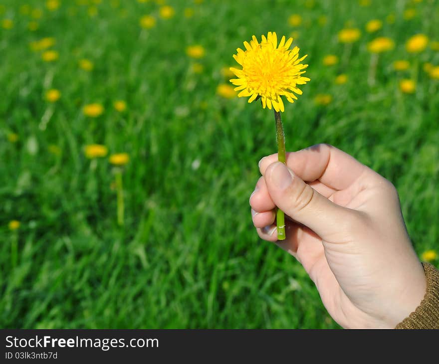 Yellow dandelion flower in his hand on green field