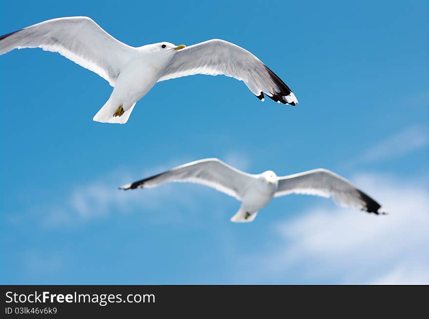 Seagulls in blue sky