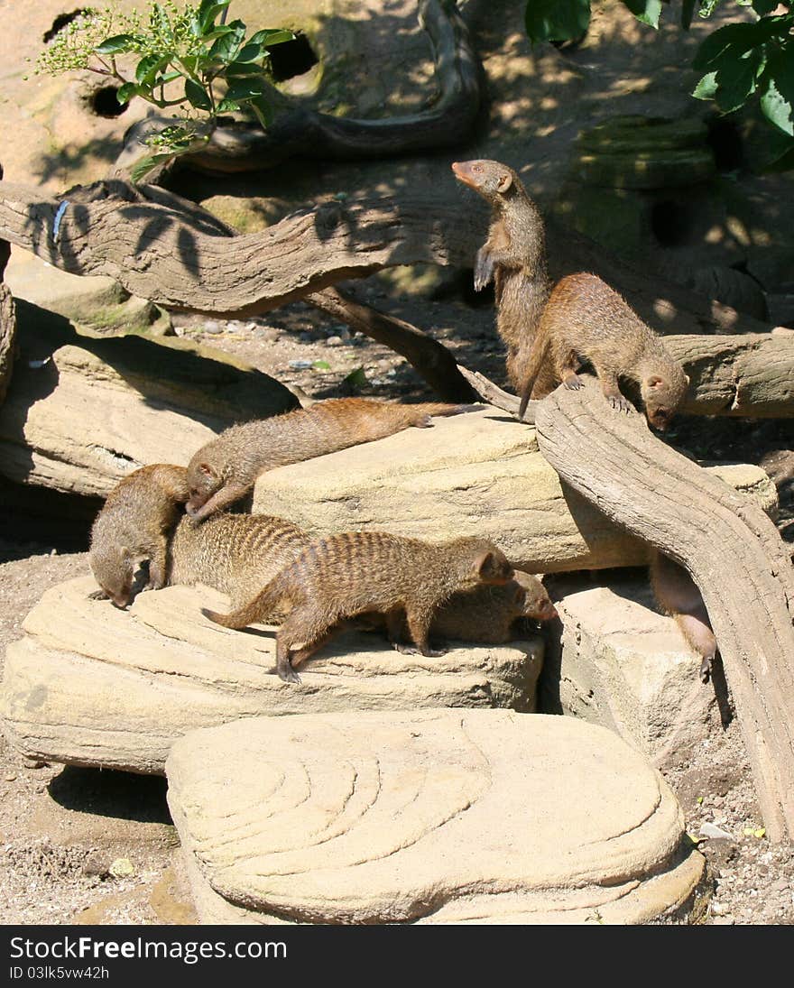 A family of banded mongoose (Mungos mungo) playin on a log while one keeps watch.