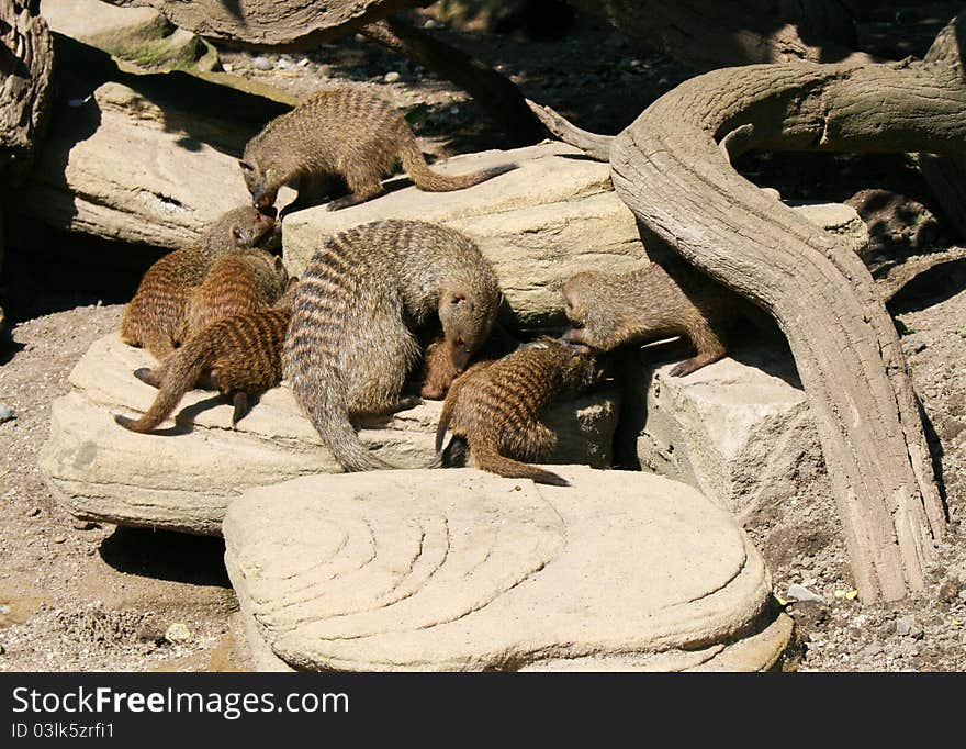 A mother banded mongoose (Mungos mungo) with her young. A mother banded mongoose (Mungos mungo) with her young.