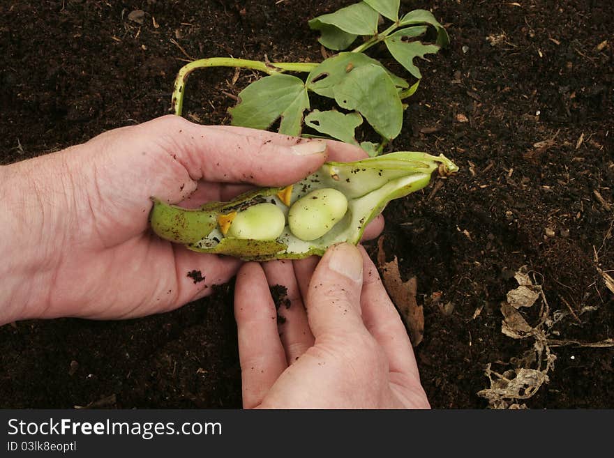 Hands holding freshly picked broad beans against a background of soil. Hands holding freshly picked broad beans against a background of soil